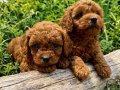 KORE TOY POODLE VONALP PETSHOPTAN 