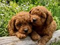 KORE TOY POODLE VONALP PETSHOPTAN 