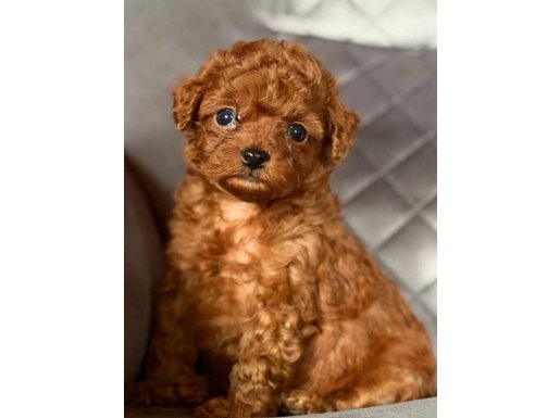 Ev Ortamına Uyumlu Toy Poodle Yavruları | Orijinal Irk Garantisi