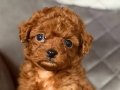 Ev Ortamına Uyumlu Toy Poodle Yavruları | Orijinal Irk Garantisi