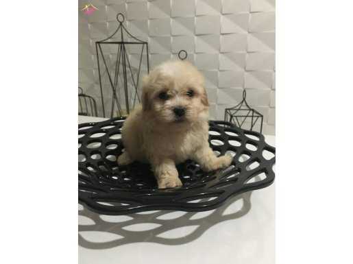 Orjinal teacup ev doğumlu maltipo