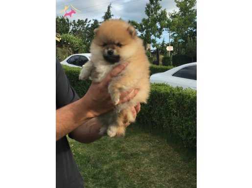 Pomeranian boo teacup orjinal gerçek fiyatıdır.