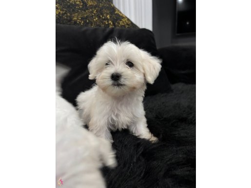 Minyatür A kalite kore kan maltes terrier.