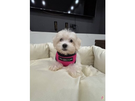 A kalite kore kan maltes terrier sıfır numara büyümez