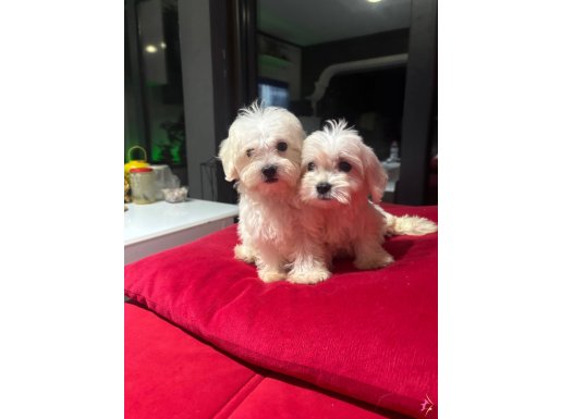Orjinal miniboy kore maltes terrier bebekler.