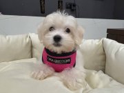 A kalite kore kan maltes terrier sıfır numara büyümez