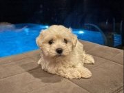 Bembeyaz Kore Kan Maltese Terrier Mini Boy Yavru