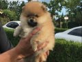 Pomeranian boo teacup orjinal gerçek fiyatıdır.