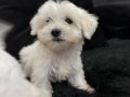 Minyatür A kalite kore kan maltes terrier.