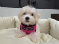 A kalite kore kan maltes terrier sıfır numara büyümez