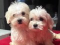 Orjinal miniboy kore maltes terrier bebekler.