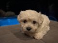 Bembeyaz Kore Kan Maltese Terrier Mini Boy Yavru
