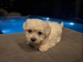 Bembeyaz Kore Kan Maltese Terrier Mini Boy Yavru