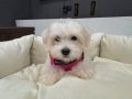 Bembeyaz Kore Kan Maltese Terrier Mini Boy Yavru