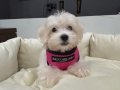 Bembeyaz Kore Kan Maltese Terrier Mini Boy Yavru