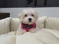 Bembeyaz Kore Kan Maltese Terrier Mini Boy Yavru
