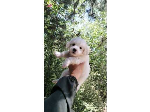 Teslime Hazır Terrier Bebeklerimiz