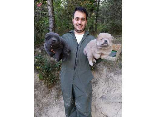 ÜRETİCİDEN ÇİN ASLANI CHOW CHOW YAVRULAR