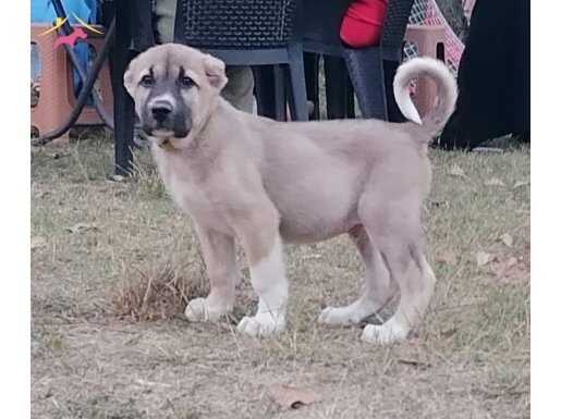 İYİSİNİ BESLMEK İSTEYENE ANADOLU ÇOBAN KÖPEKLERİ