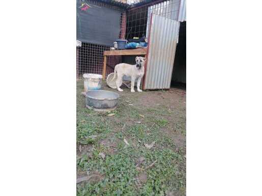 DEV ANADOLU ÇOBAN KÖPEĞİ YAVRULARI