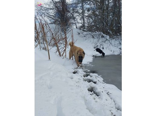 ANADOLU ÇOBAN KÖPEĞİ