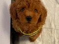 TOY POODLE YAVRULAR