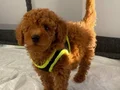 TOY POODLE YAVRULAR
