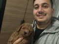 TOY POODLE YAVRULAR