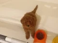 TOY POODLE YAVRULAR