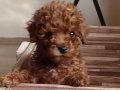 Anne altından safkan poodle bebekler uygun