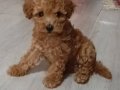 Anne altından safkan poodle bebekler uygun