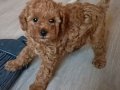 Anne altından safkan poodle bebekler uygun