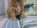 Anne altından safkan poodle bebekler uygun