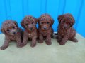 Anne altından safkan poodle bebekler uygun