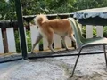 Genç Akita erkek