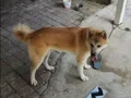 Genç Akita erkek