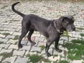 erkek  genç oyuncu cane Corsa