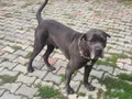 erkek  genç oyuncu cane Corsa