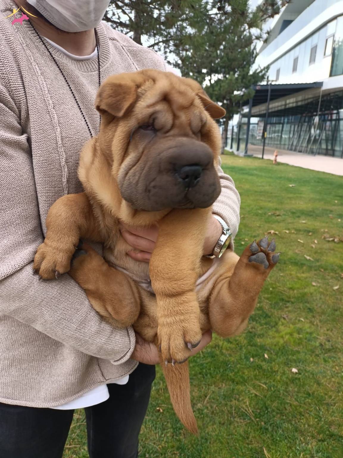 Satilik Shar Pei Fiyatlari Ve Ilanlari Kopek Dunyasi