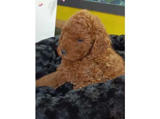 BİBLO YÜZLÜ POODLE YAVRULAR
