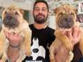 Shar pei efsaneler vitrinde