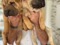 Shar pei yavru
