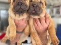 Saf Kan 3 aylık Shar Pei 