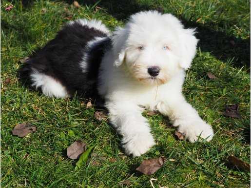 Nadir Bulunan Irklardan Bobtail