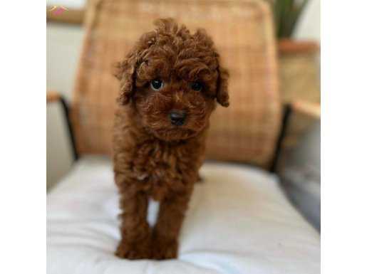 Mini Poodle - Red Brown 
