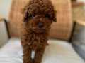 Mini Poodle - Red Brown 