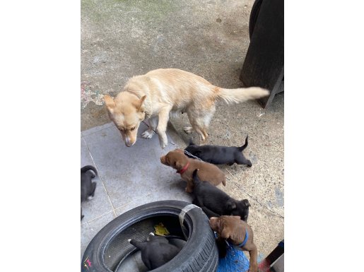 Goldın labrador yavru