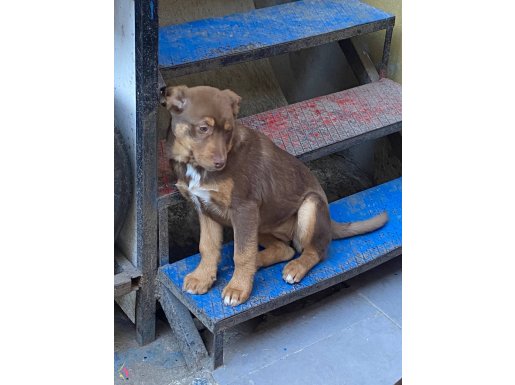 Nadir Çikolata Tonlu Sosyal Keşif Golden Yavruları