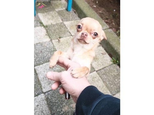 KARAMEL: TUVALET EĞİTİMLİ, ÇOCUK DOSTU MİKROÇİPLİ ŞİVAVA