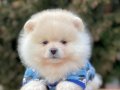 Teddy Bear Pomeranian Boo Yavrular
